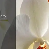 Белые орхидеи