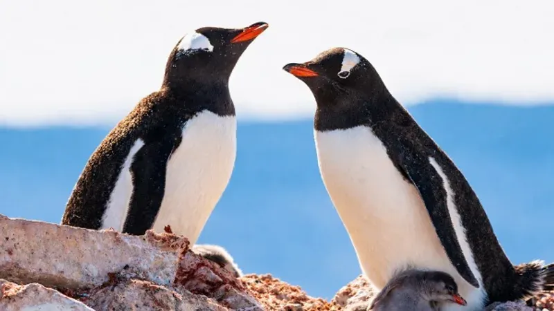 Гусь во фраке. Интерактивная лекция полярного путешественника