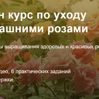 Уход за домашними розами