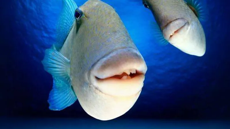 Кто проживает на дне океана? Интерактивная научная лекция-викторина для детей и их родителей