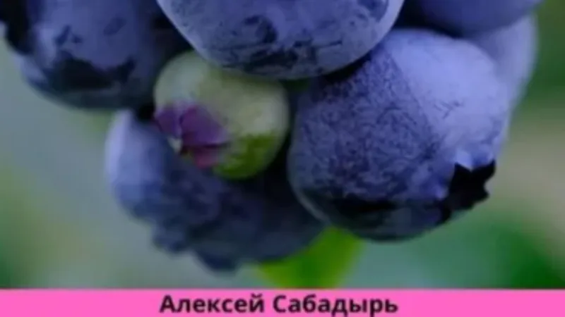 Голубика от А до Я полный гид по выращиванию