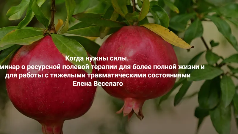 Когда нужны силы. Семинар о ресурсной полевой терапии для более полной жизни и работы с тяжелыми травмами