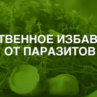 Естественное избавление от паразитов