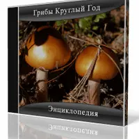 Грибы Вешенка Круглый Год