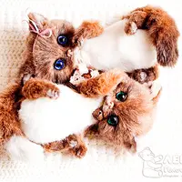 Пошив живого котенка