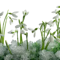 Су-Джок и Ароматерапия