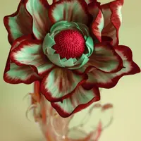 Магнолия "Бисмарк"